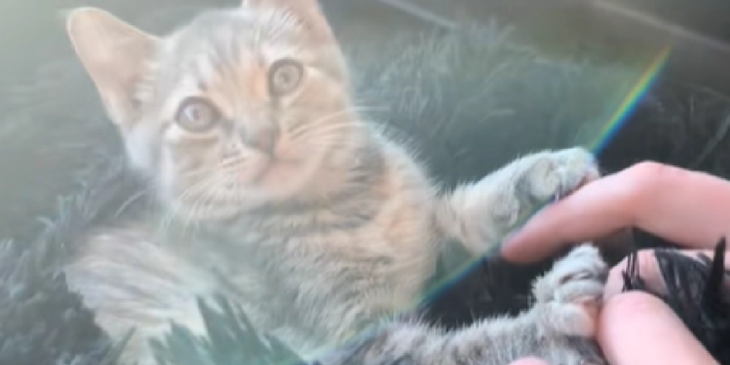 Breaking meows: Tandløs kat forvandler sig til space queen med universets vildeste blik