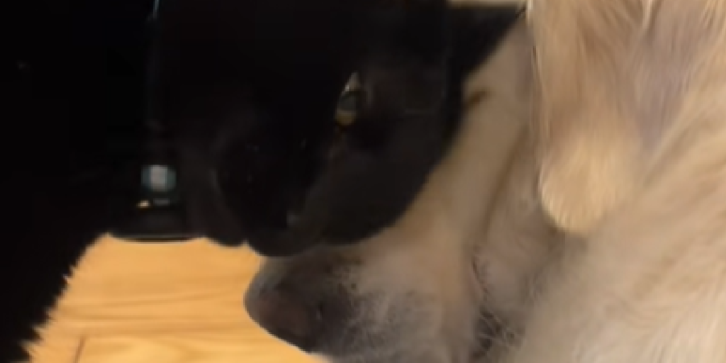 Internettet kan ikke få nok: Golden Retriever får morgenkys af hengiven katteven