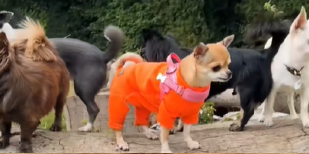 Chihuahua