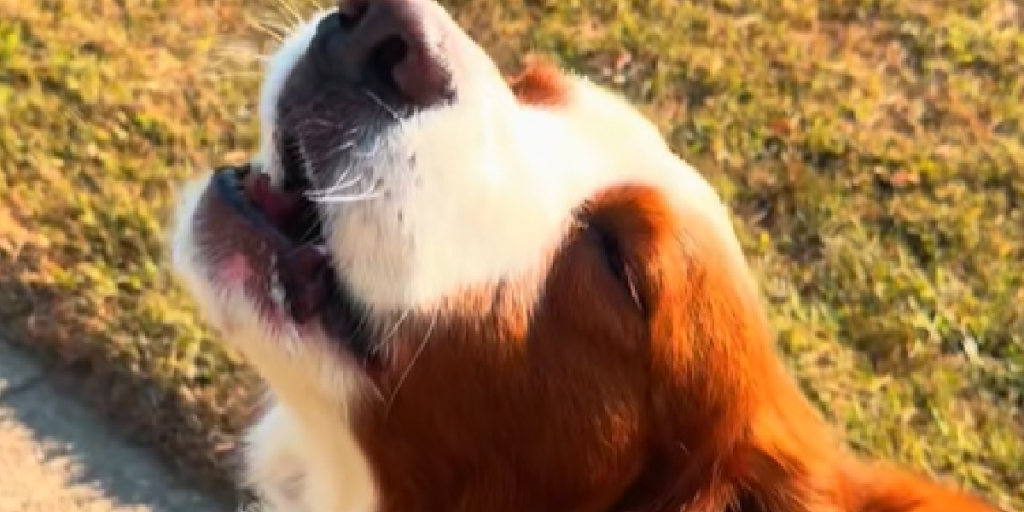 Hund, Ginger