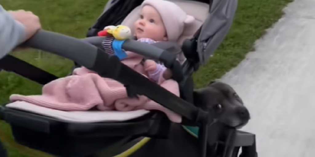 barnevogn, baby, hund