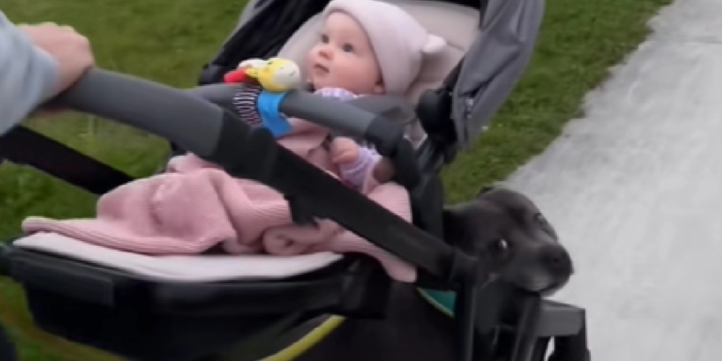 barnevogn, baby, hund