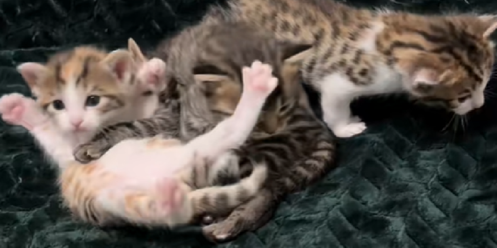 Kattekillinger, Kat