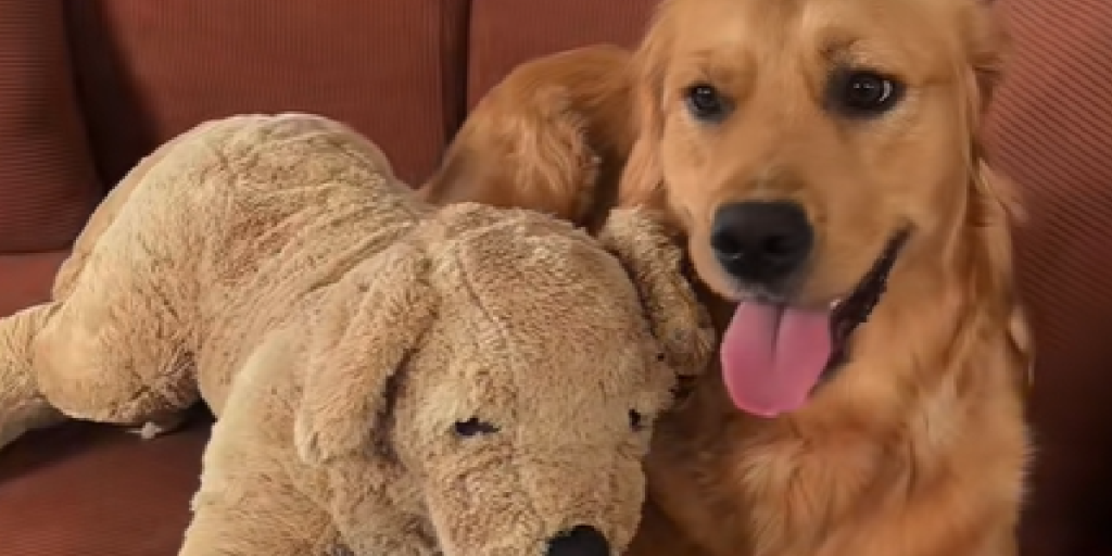 Hund, Bamse, Venner