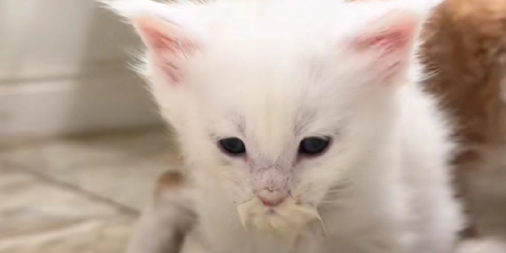 Kat, Killing, Mælk