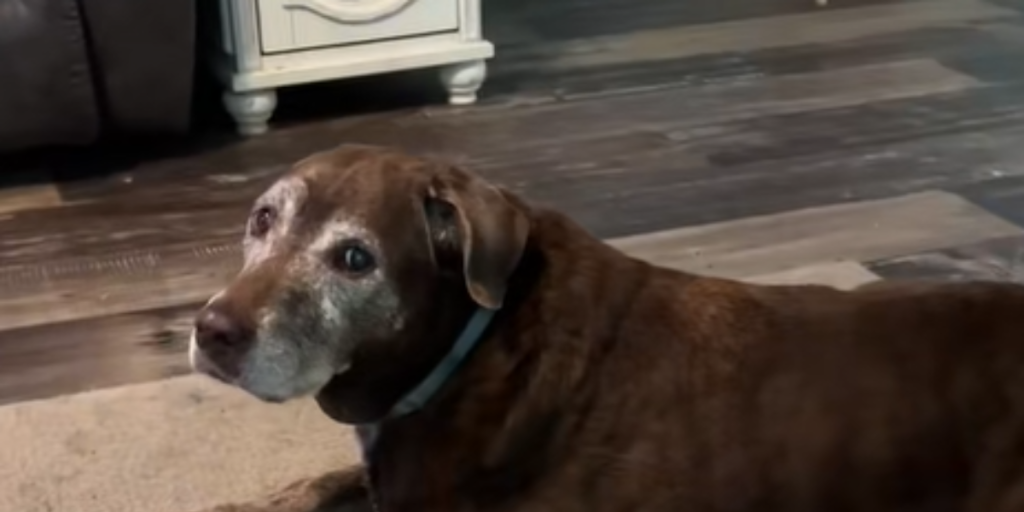 Hund, dog
