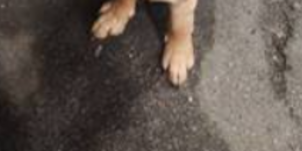 Hund