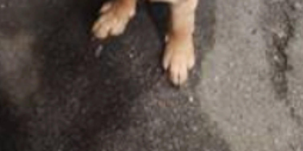 Hund