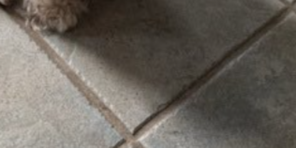 Hund Efterlysning
