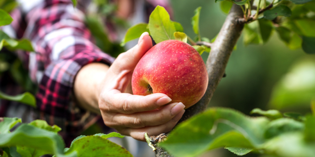 Æbler, æbletræ, apples, apple tree, garden, have, frugt, fruit.