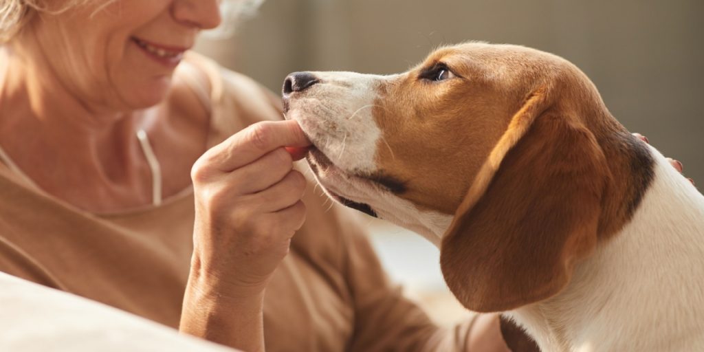 hund, dog, godbid, treat