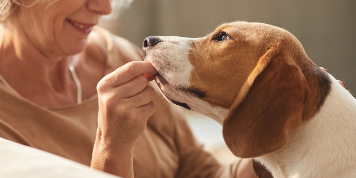 hund, dog, godbid, treat