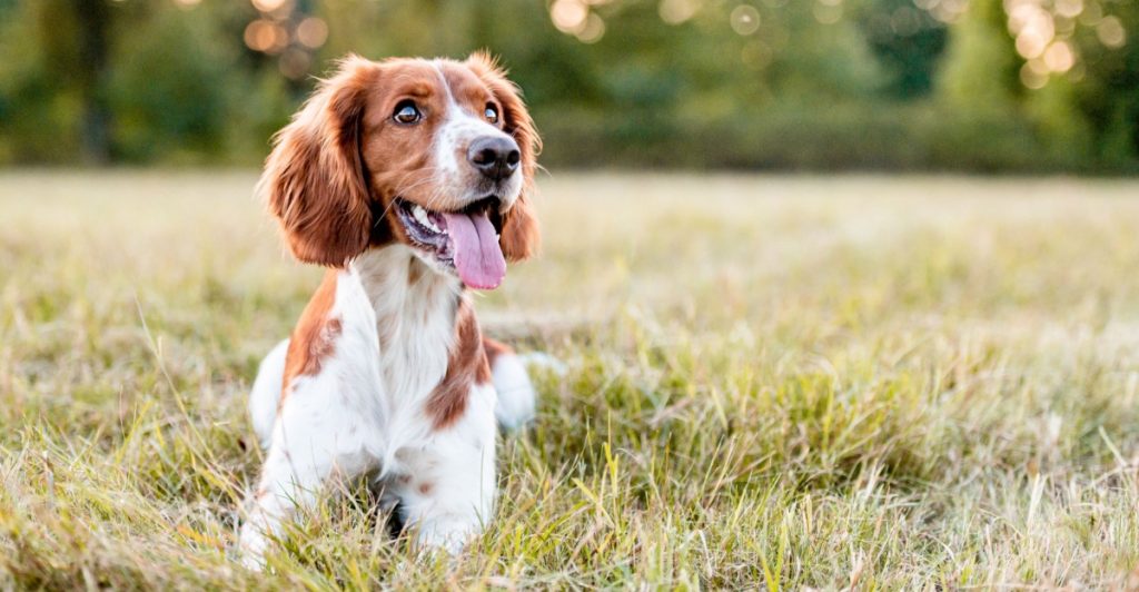 Dog, hund, springer spaniel