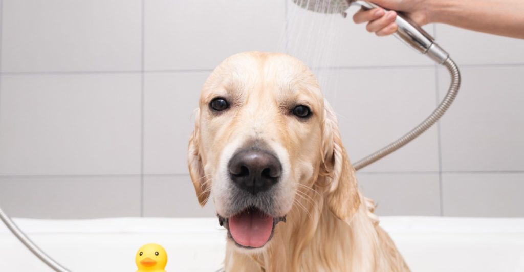 Hund duschar, dog showering
