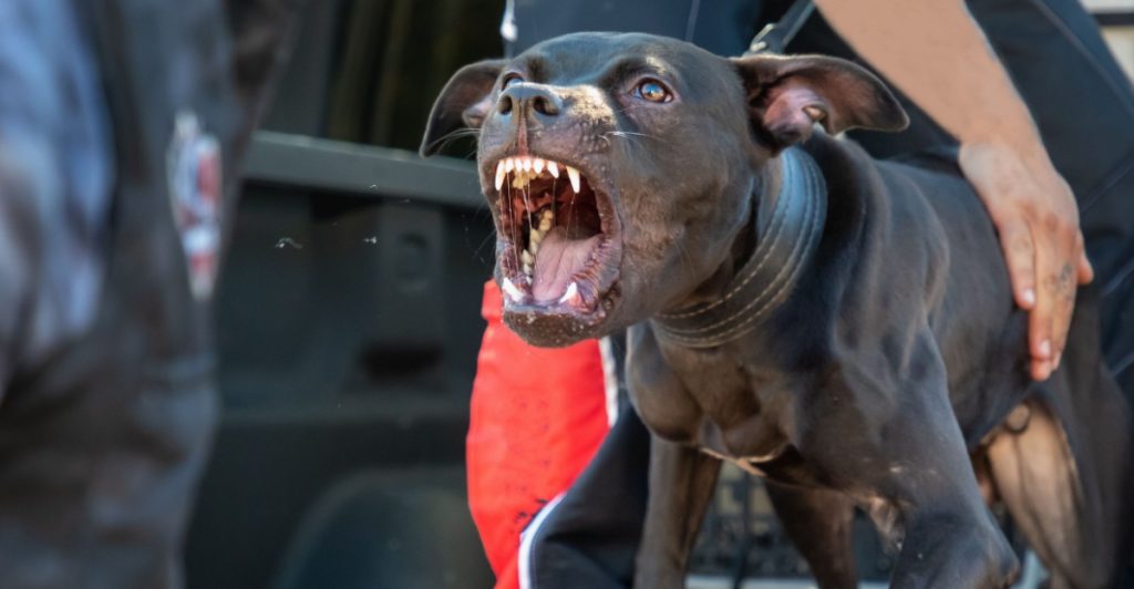 Hund, dog pitbull
