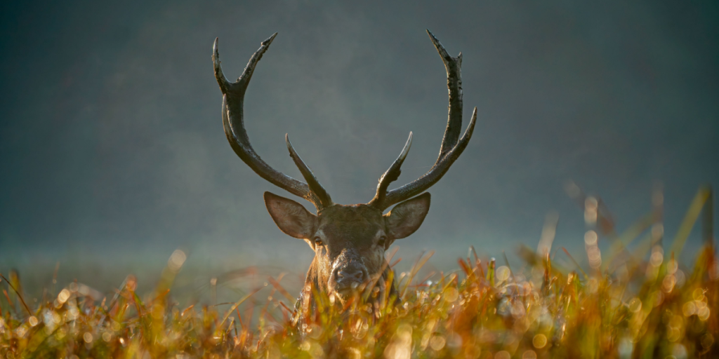 Deer, hjort, antlers