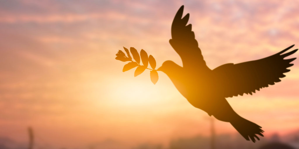 Peace, pigeon, dove, concept