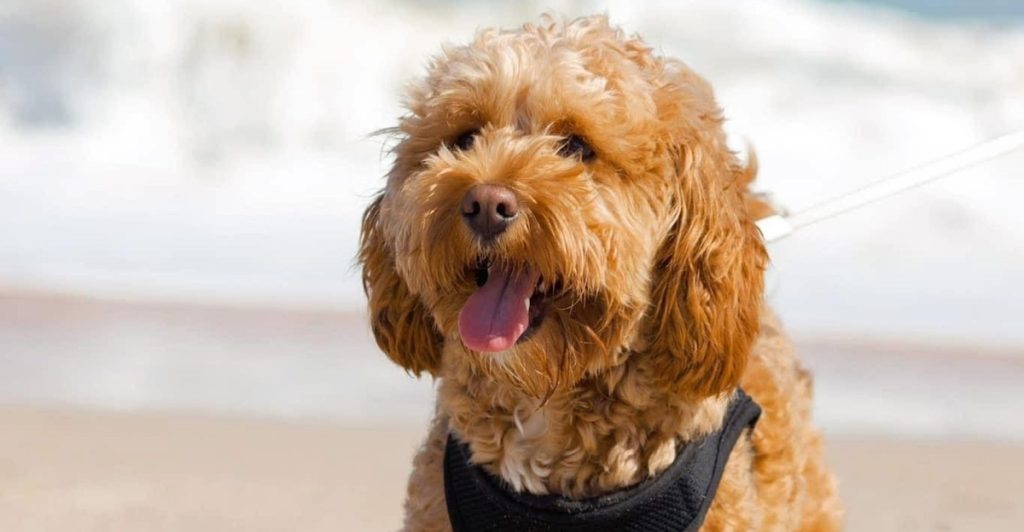 Italien inför hundskatt – så mycket kostar det att ta med din hund