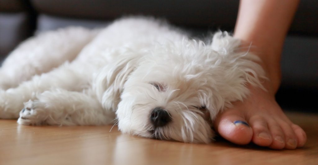 Dog, hund