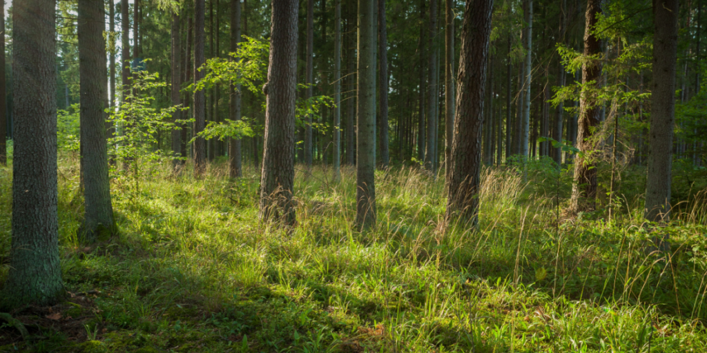 Forrest, woods