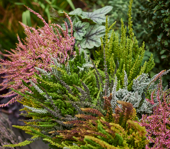 Denne planten redder uteplassen når sommeren takker for seg