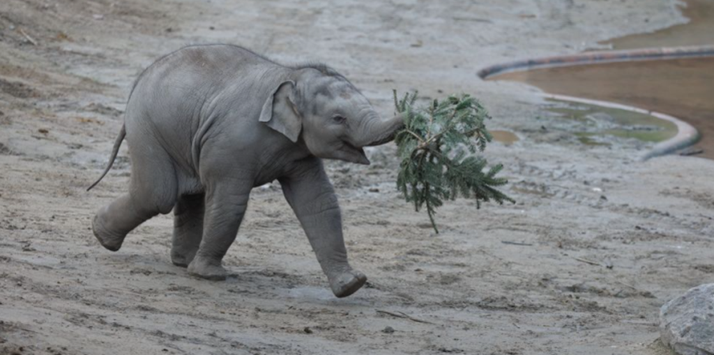 elefant