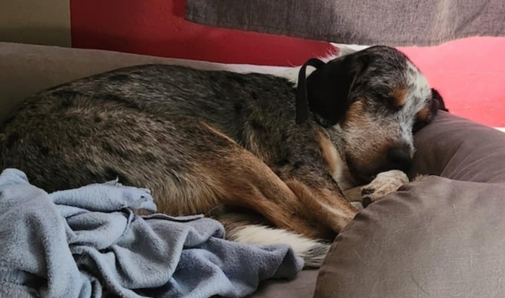 Hunden balou - Balou the dog