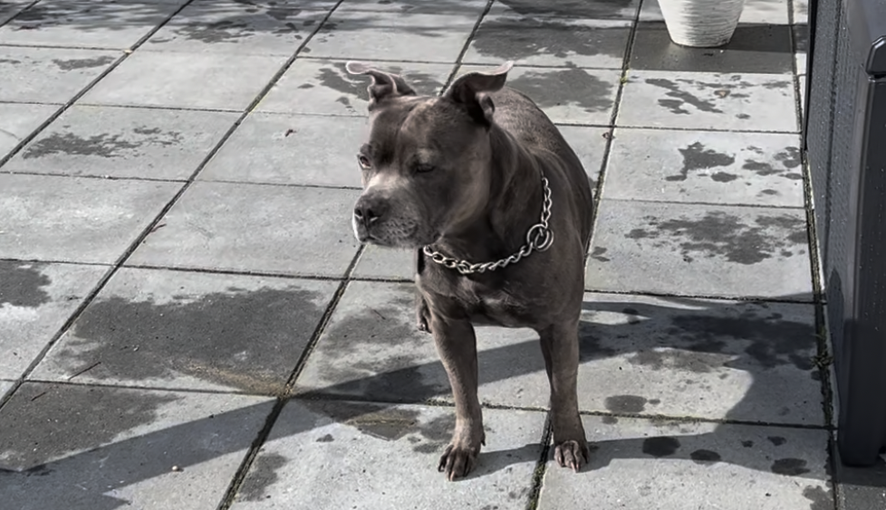 Staffordshire Bullterrier