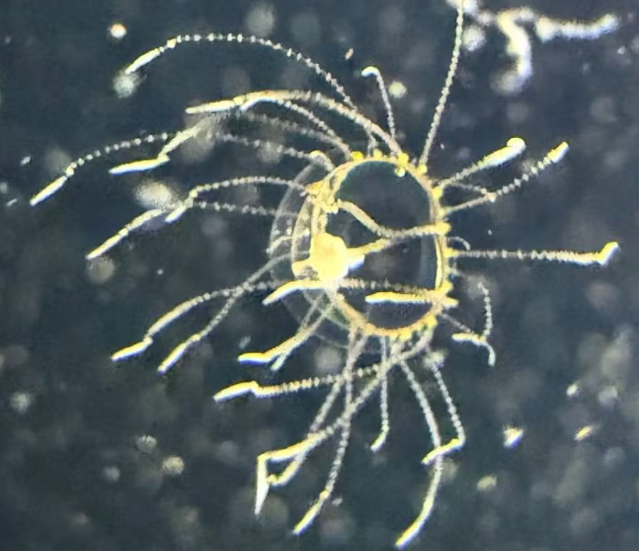Den giftige klæbende gople, klamremanet, Klängmaneten, jellyfish