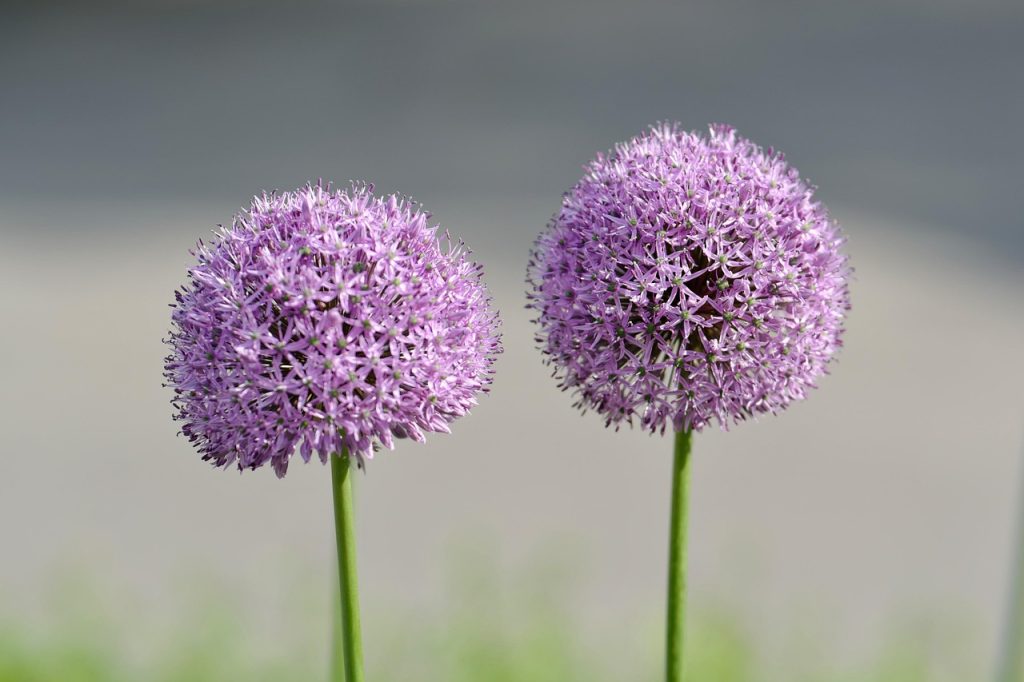 allium-blomst-flower