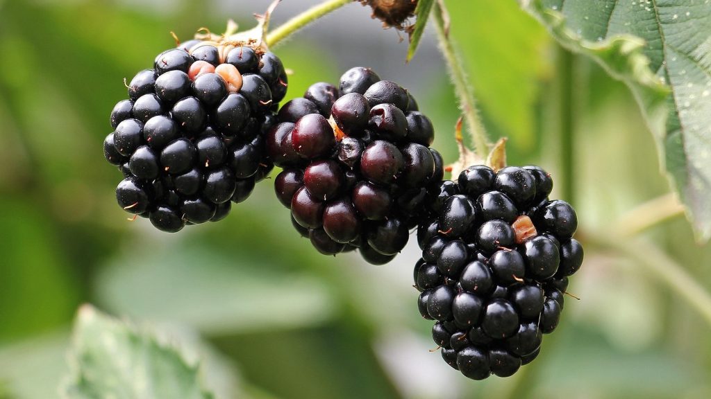 blackberries