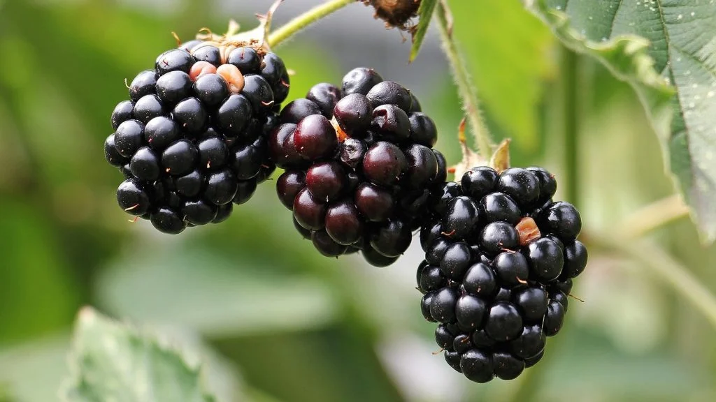 blackberries