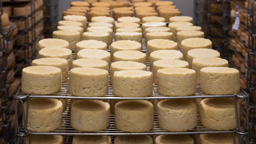 cheese