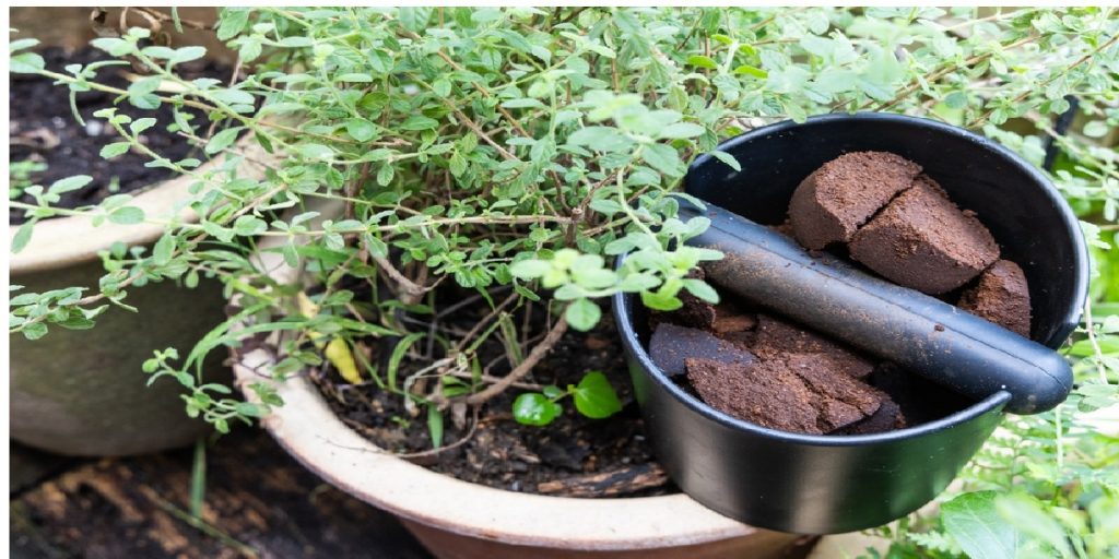 coffee grounds plants