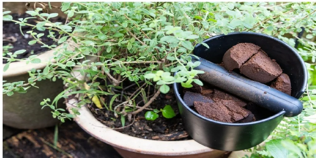 coffee grounds plants