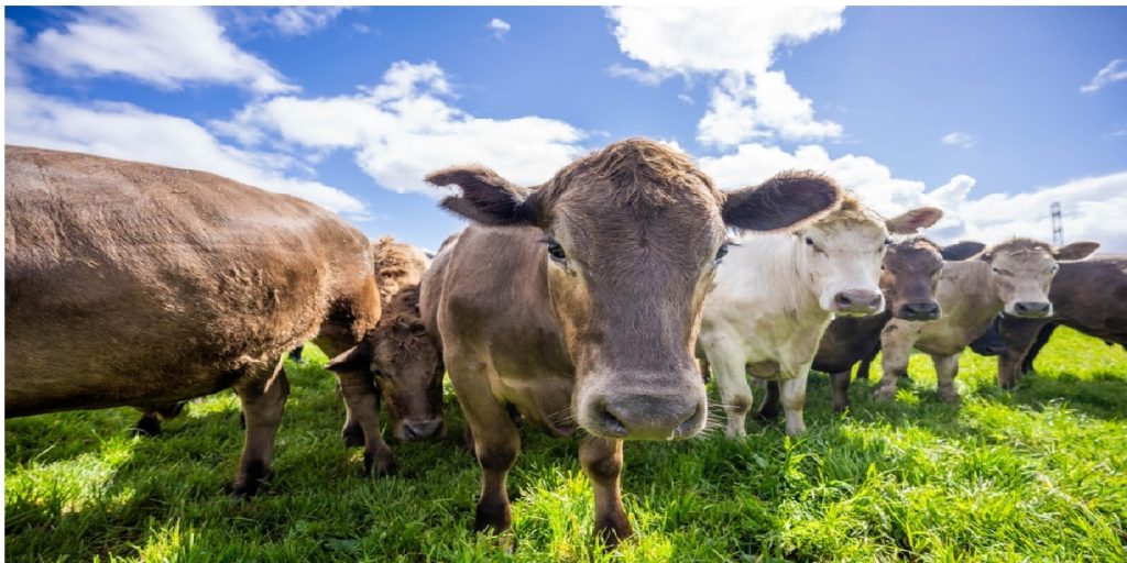 cows rural area production