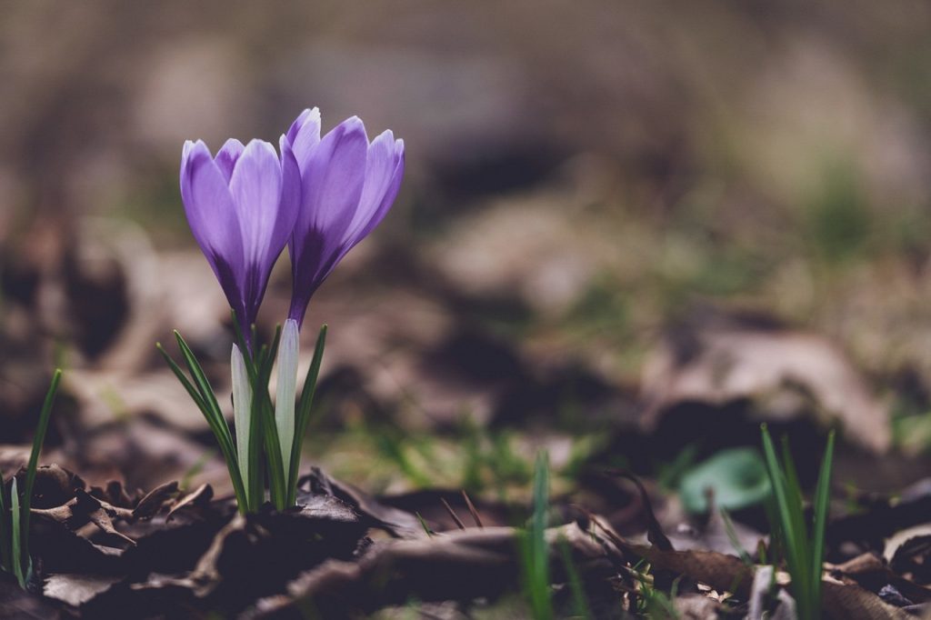 crocuses - krokus -blomster - flower