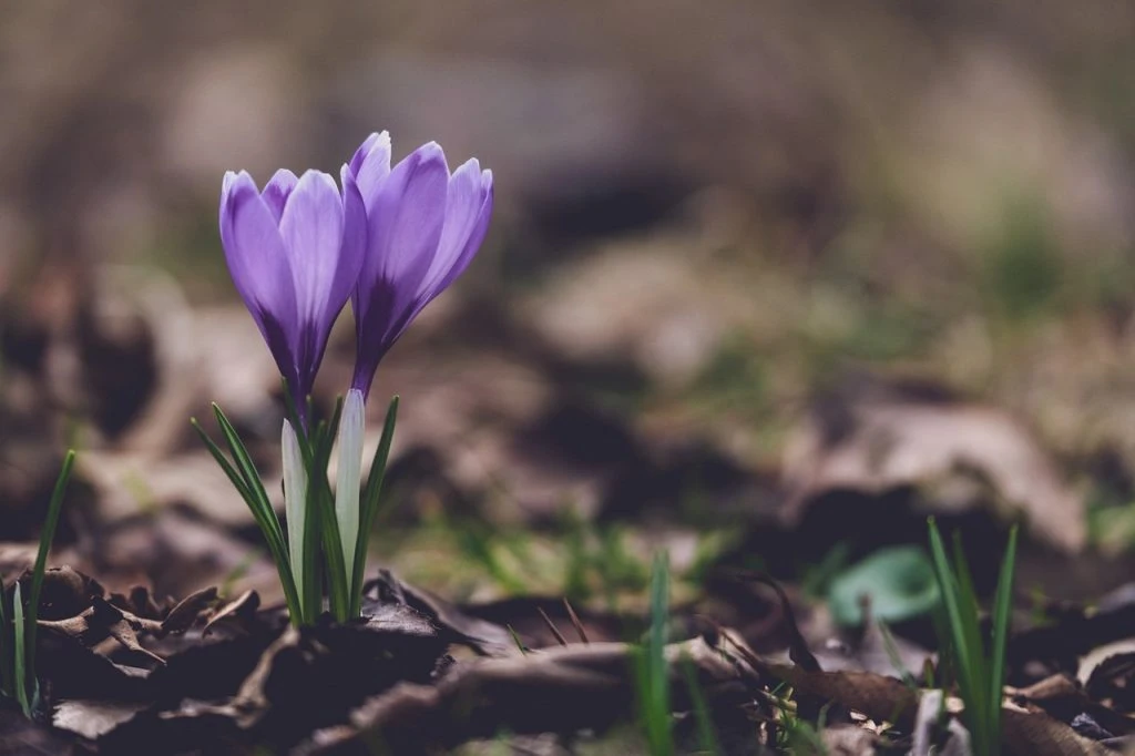 crocuses - krokus -blomster - flower