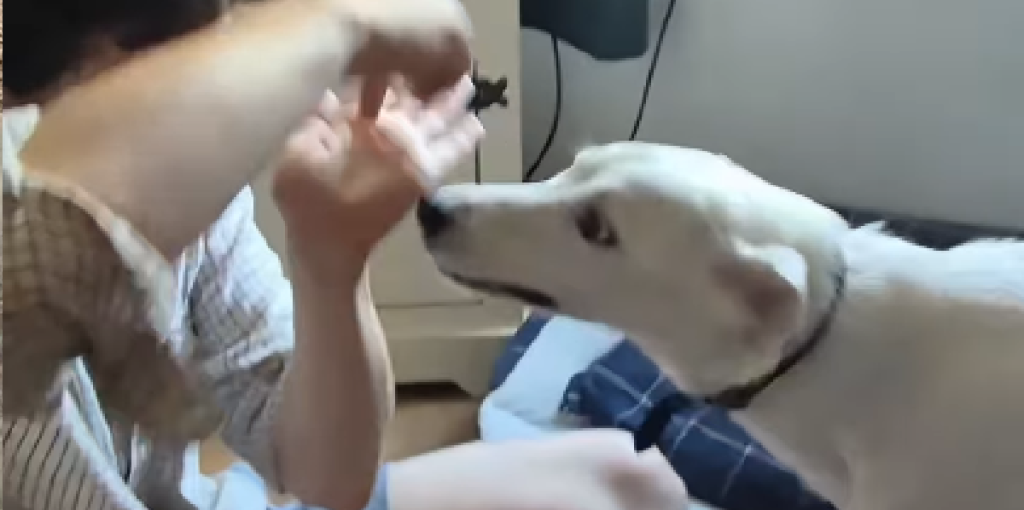 Hvid døv hund