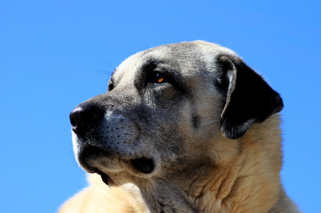 dog -kangal