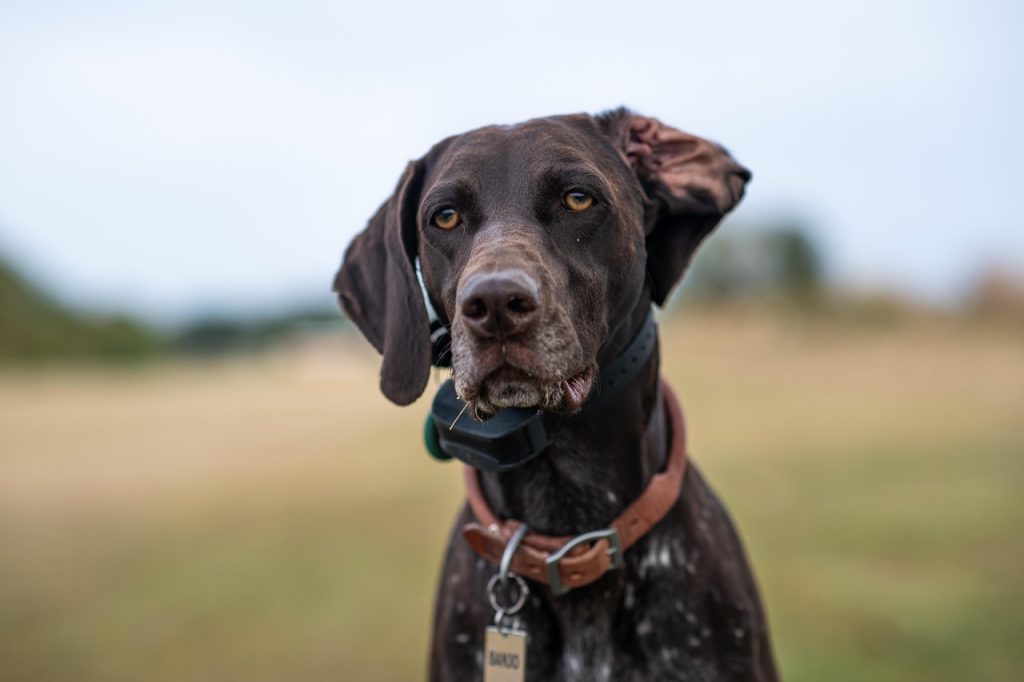 german-shorthaired-pointer - dog