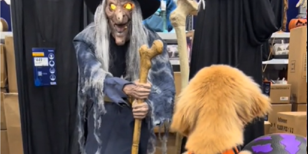 Halloween er ikke skræmmende for nuttet golden retriever: Internettet kan ikke få nok af hvalpens reaktion i halloween-butikken
