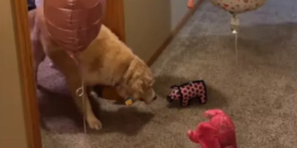 Ejer fanger nuttet øjeblik, hvor golden retriever opdager overraskelse på sin fødselsdag