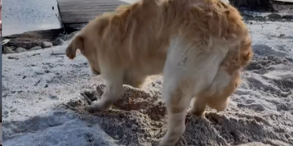 De siger hunde er lykkeligst når de har et job’: Ny viral video får hele internettet til at grine