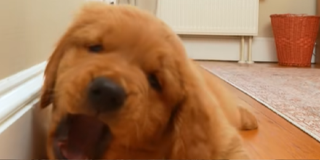 Rød golden retriever-hvalp i vild kamp mod mystisk genstand – du tror ikke dine egne øjne når du ser hvad
