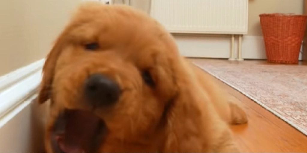 Rød golden retriever-hvalp i vild kamp mod mystisk genstand – du tror ikke dine egne øjne når du ser hvad