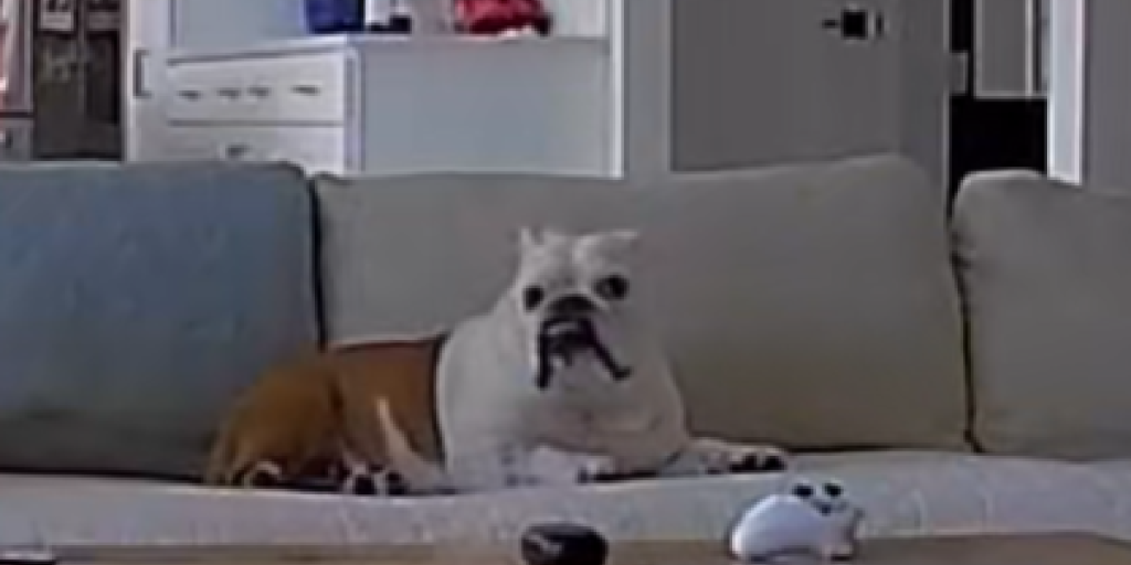 Uventede gæster dukker pludselig op på terrassen – men se så bare bulldoggens helt unikke ‘vagthund’-færdigheder