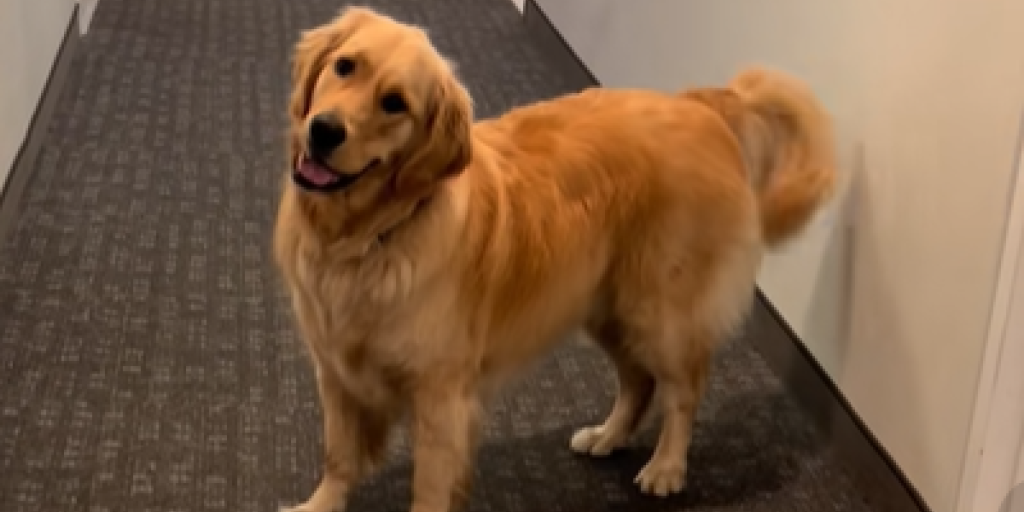 Golden retriever venter tålmodigt på døren bliver åbnet: Hvad der så sker få sekunder senere efterlader alle i chok