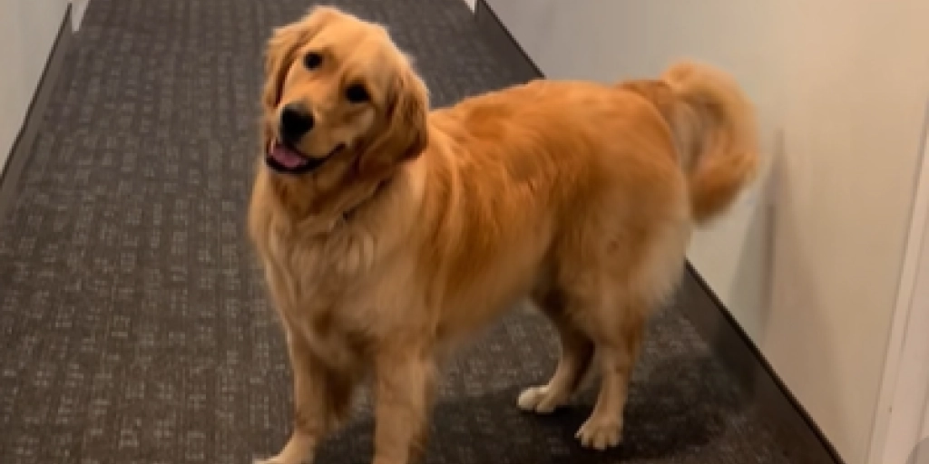 Golden retriever venter tålmodigt på døren bliver åbnet: Hvad der så sker få sekunder senere efterlader alle i chok