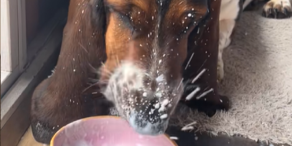 Nuttet hund stikker bare tungen ned i skålen med mælk: Nu griner hele internettet af hvad det skjulte kamera fanger få øjeblikke senere